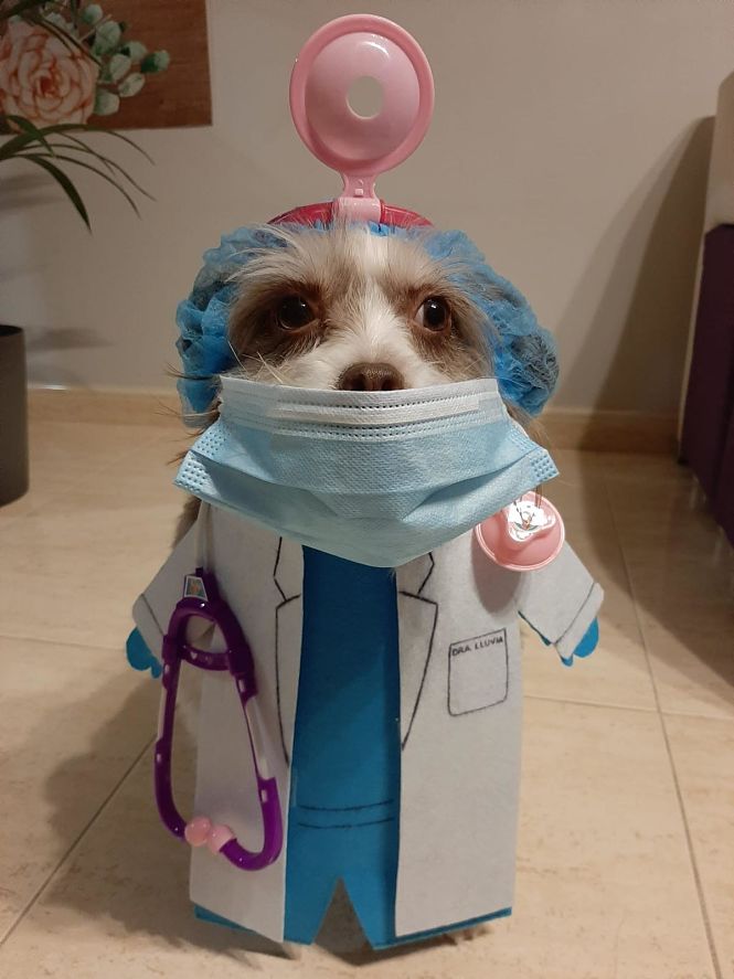 Una perra disfrazada de médico gana el carnaval de mascotas de Vegas del  Genil