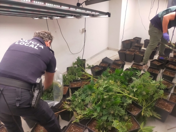 Plantación de marihuana incautada (AYTO. HUÉTOR VEGA)
