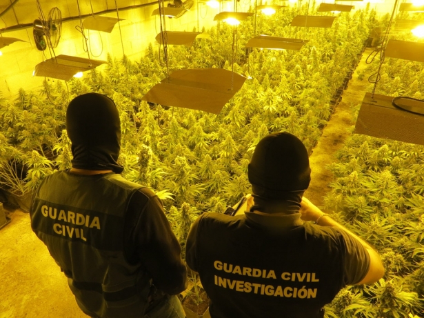 Plantación de marihuana (GUARDIA CIVIL)